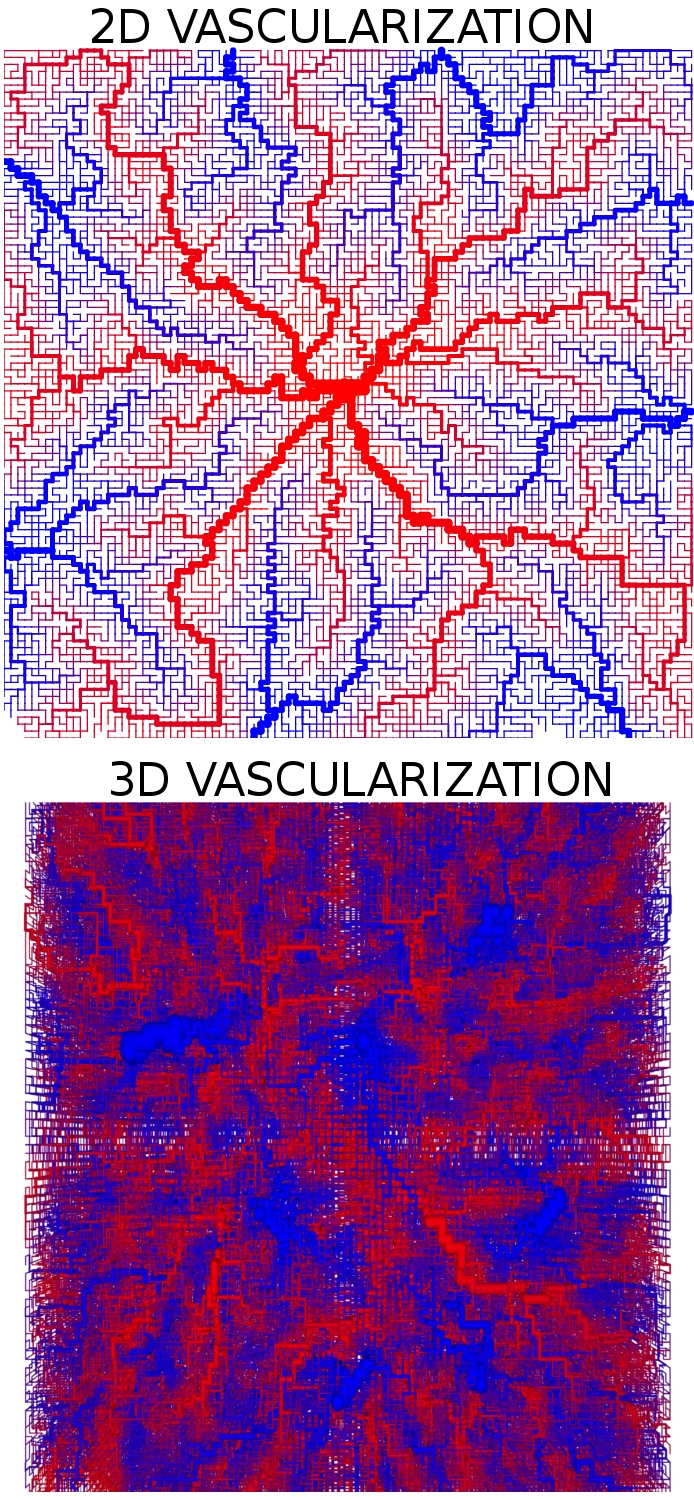 Vascularization