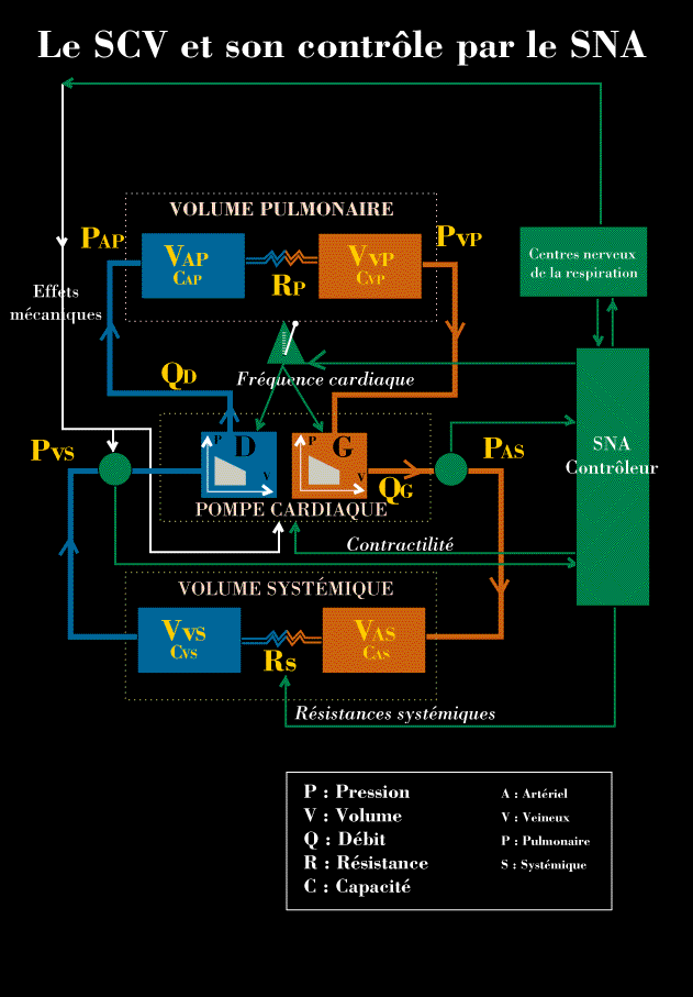 [Syst&egraveme cardiovasculaire] WIDTH=